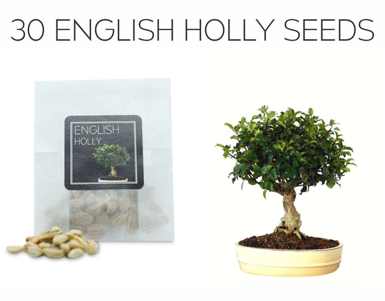 SwansGreen 9 : Happy Farm 30 Pcs Mini Dawn Redwood Seeds Sequoia Bonsai Tree Holly Seeds Of Perennial Garden Flowers Diy Gardening Flower Pots 9